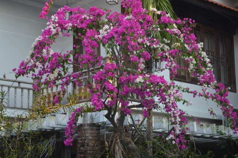 The Hoi An Orchid Garden Villas Luaran gambar