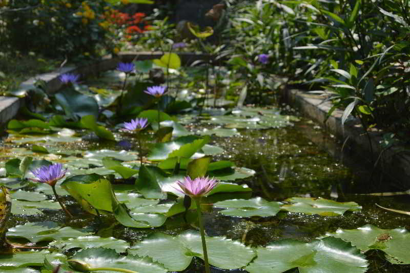 The Hoi An Orchid Garden Villas Luaran gambar